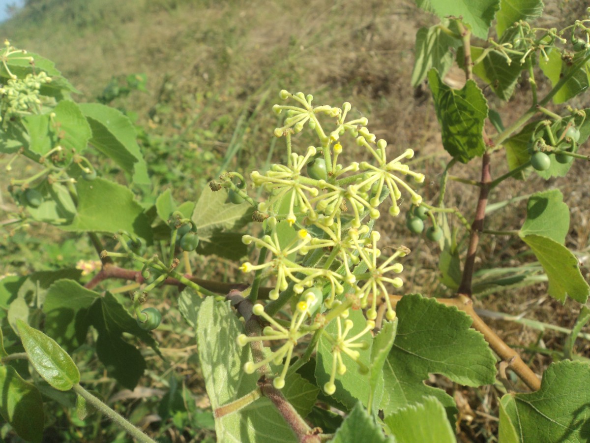 Cissus vitiginea L.